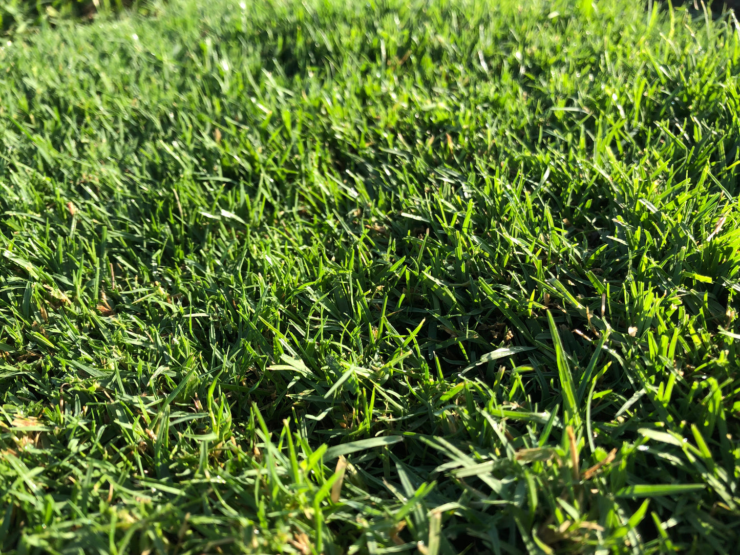 Santa Ana Couch Grass