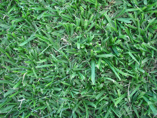 Kikuyu Grass